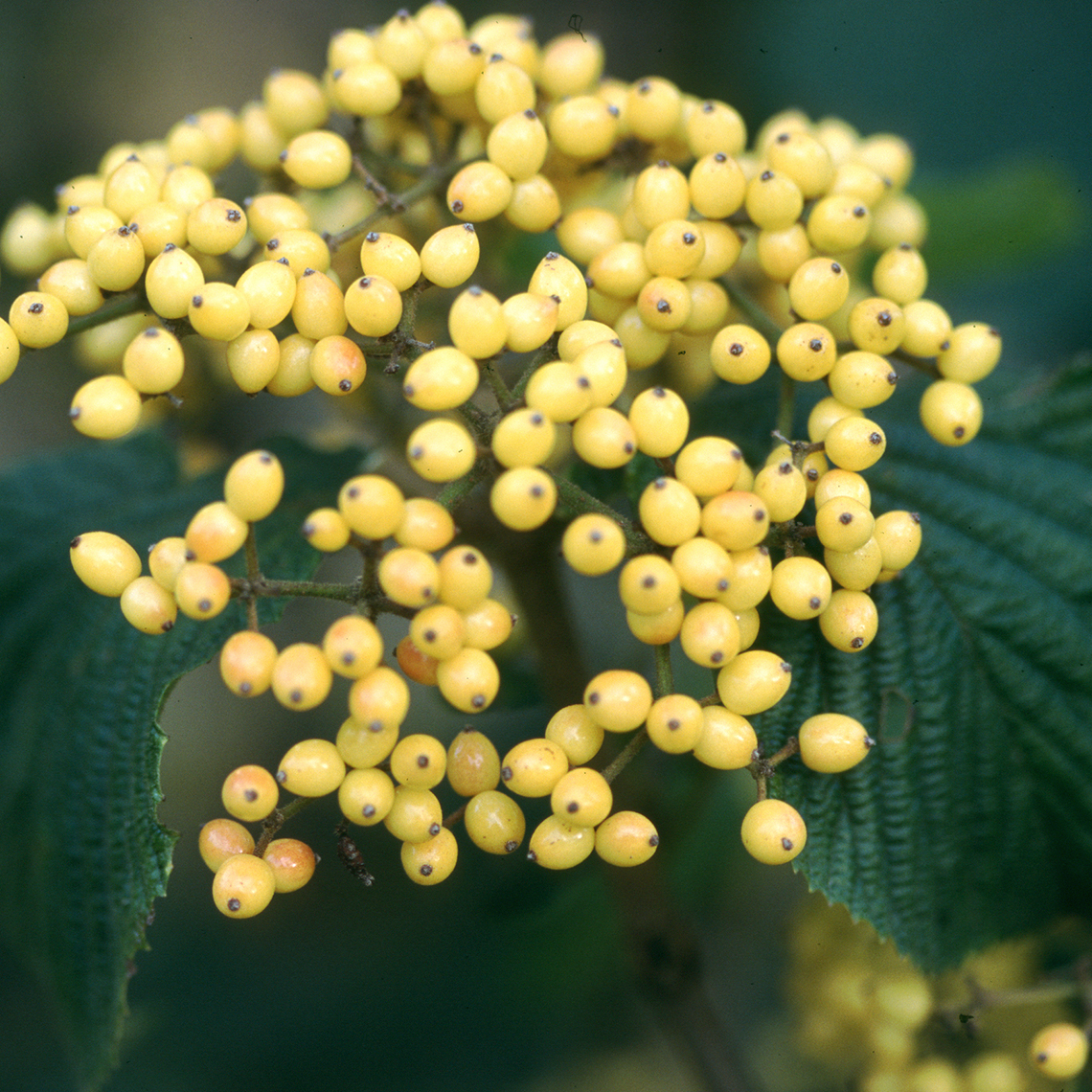 The lovely yellow berries of Michael Dodge viburnum shown in closeup view