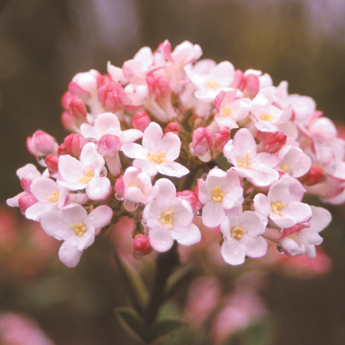Closeup of the white and pink flowers of Mohawk viburnum each with five petals