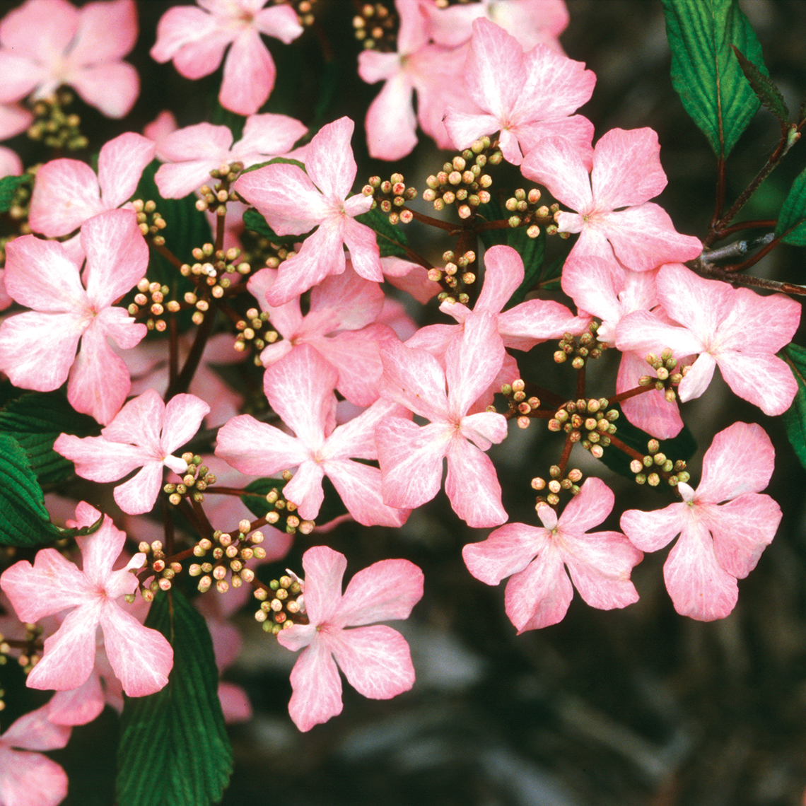 Closeup of the beautiful pink lacecap flowers of Molly Schroeder doublefile viburnum