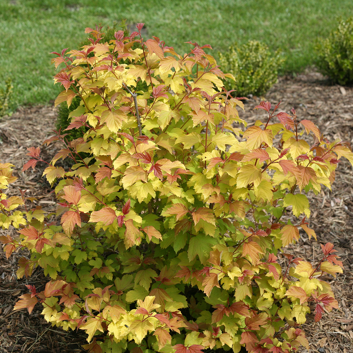 Oh Canada viburnum in a landscape displaying yellow and orange foliage