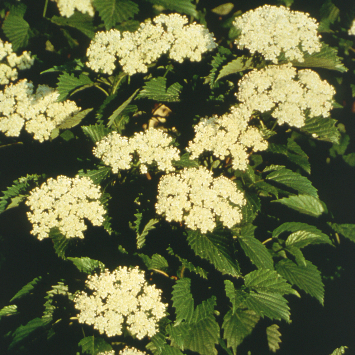Ralph Senior viburnum with white flower clusters on it