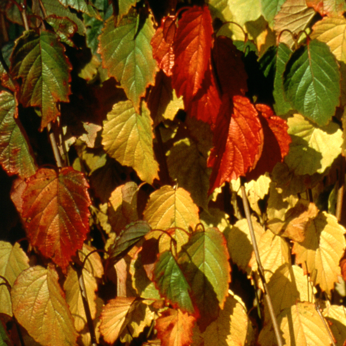 Multi colored fall foliage of Ralph Senior viburnum