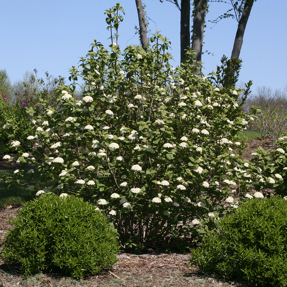 A large specimen of Red Balloon viburnum in full bloom with white flowers
