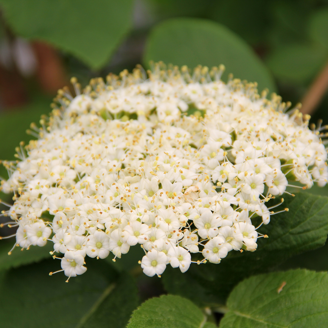 Closeup of the white flower of Red Balloon viburnum