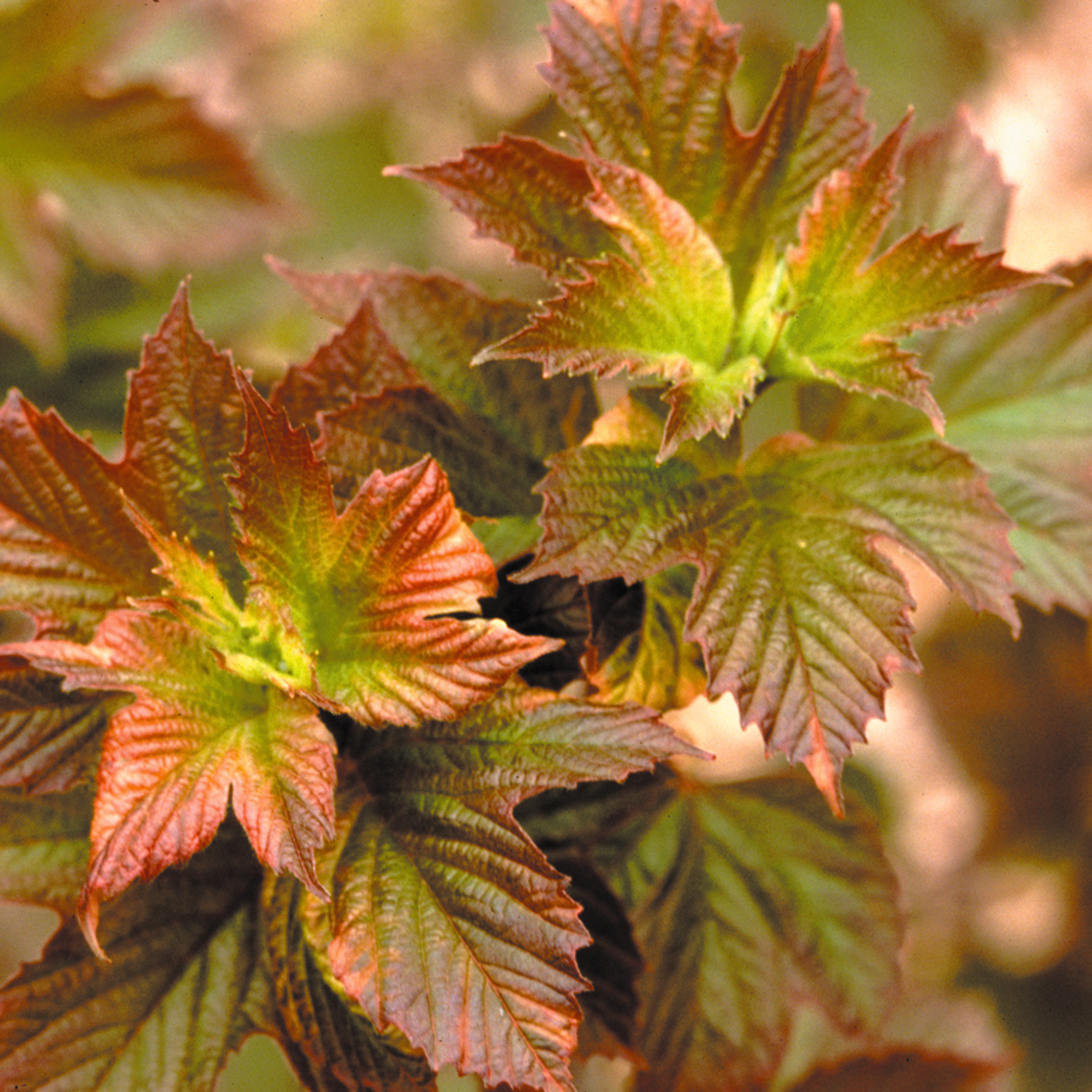 Maple like foliage of Redwing viburnum emerging in shades of a bright red with lime green center to the leaf