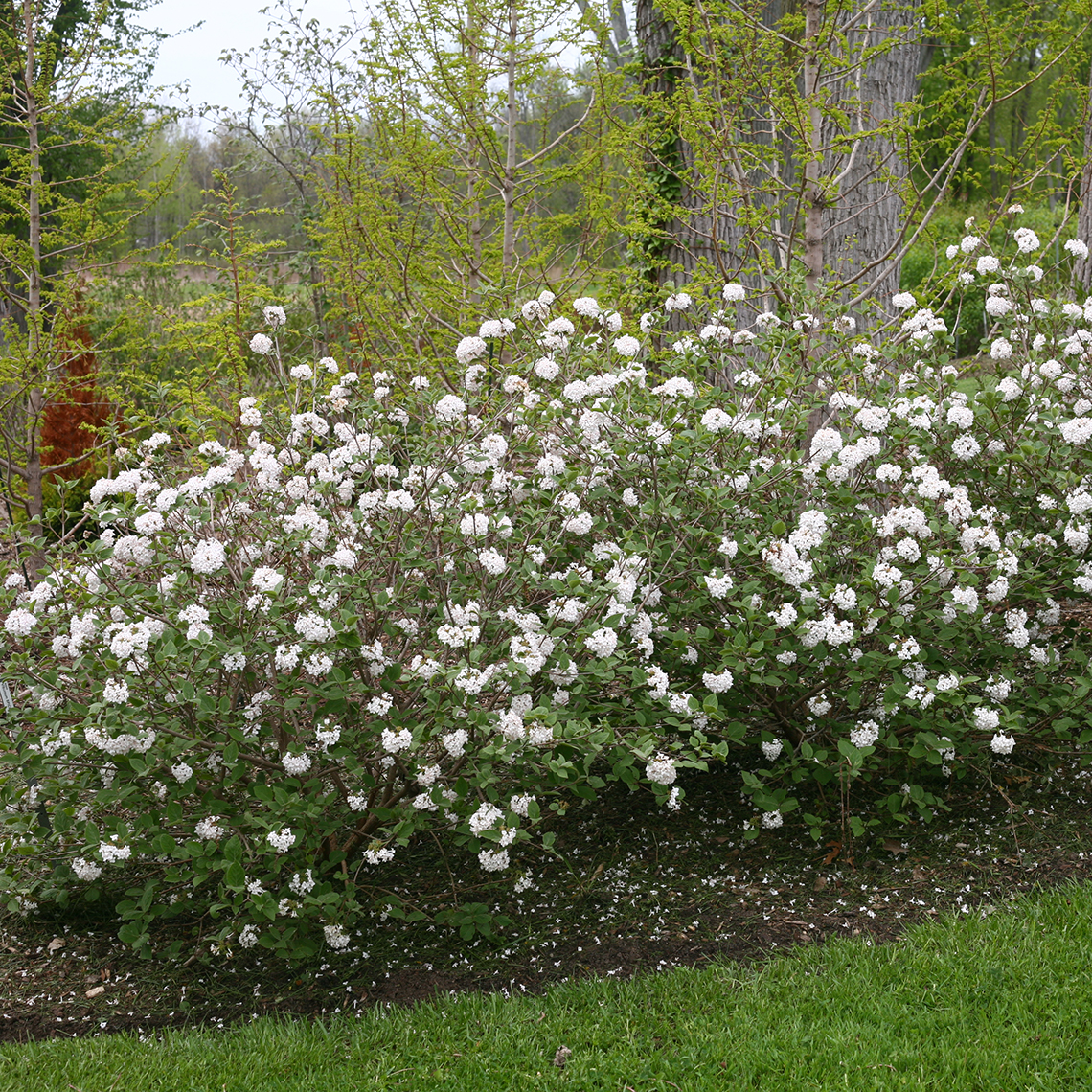 Spice Baby dwarf Koreanspice viburnum growing in a spring landscape with green grass and sprouting trees