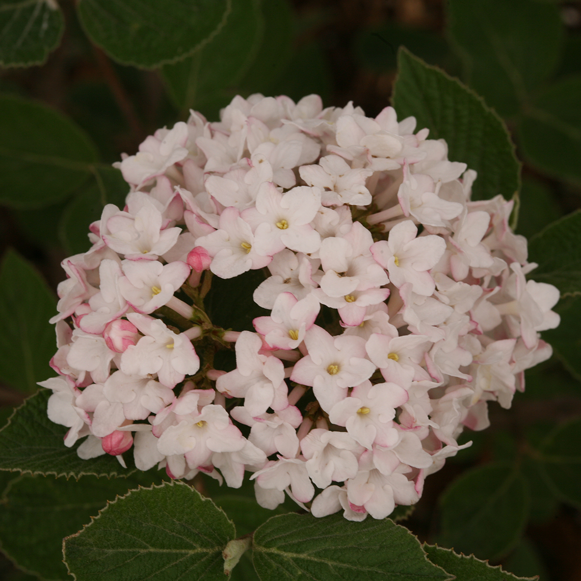Closeup of the pink and white flowers of Spice Baby Koreanspice viburnum