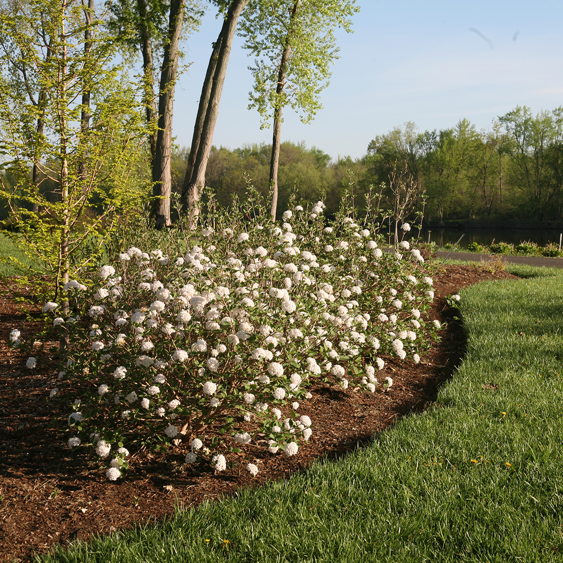 A hedge of Spice Baby dwarf Koreanspice viburnum in a landscape