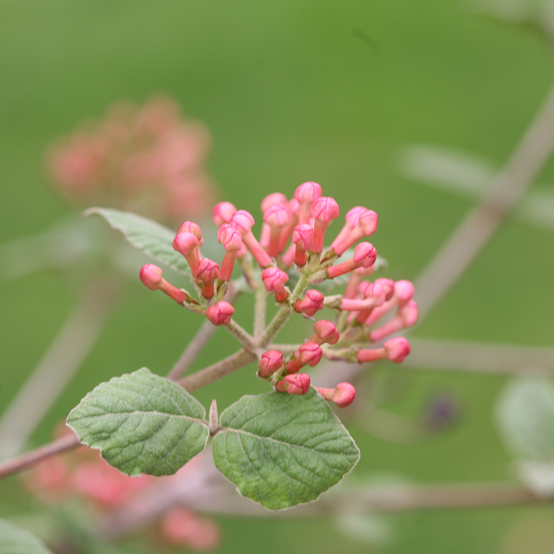 The deep pink flower buds of Spice Girl Koreanspice viburnum