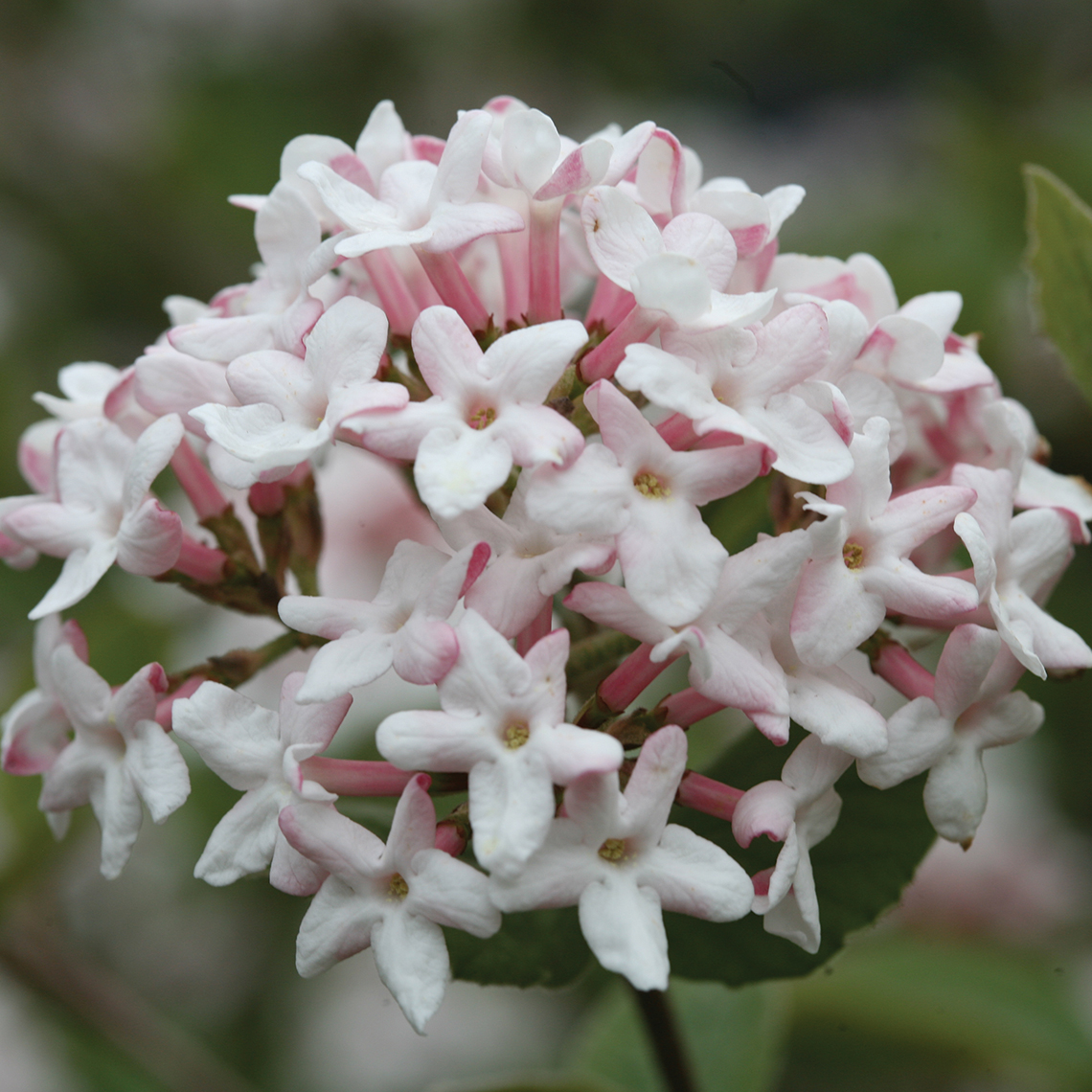 Closeup of the white and pink flowers of Spice Girl Koreanspice viburnum
