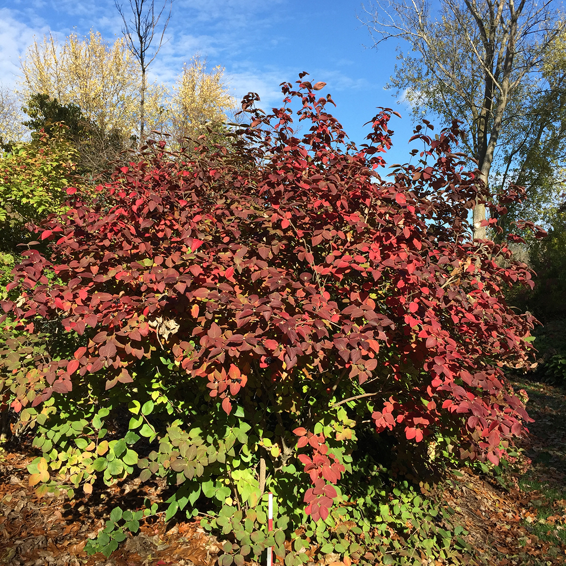 Spice Girl Koreanspice viburnum showing its bright red fall foliage against a brilliant blue autumn sky
