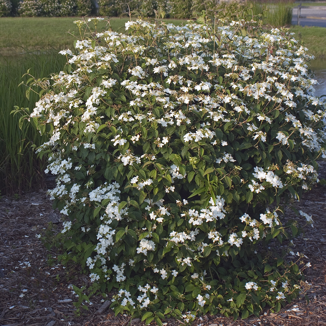 Summer Snowflake doublefile viburnum in a landscape with a full display of white lacecap flowers