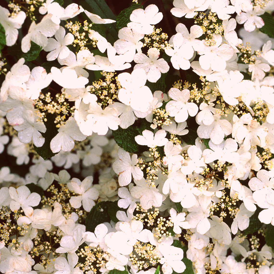Closeup of the white lacecap flowers of Summer Snowflake viburnum