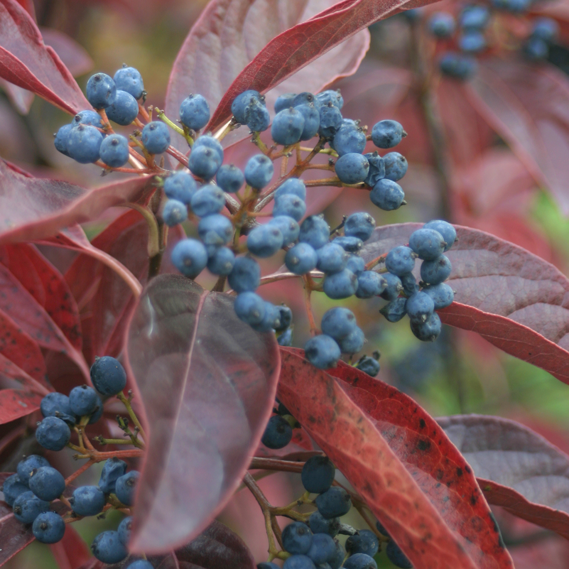 Deep red foliage and blue fruits on Winterthur viburnum in autumn