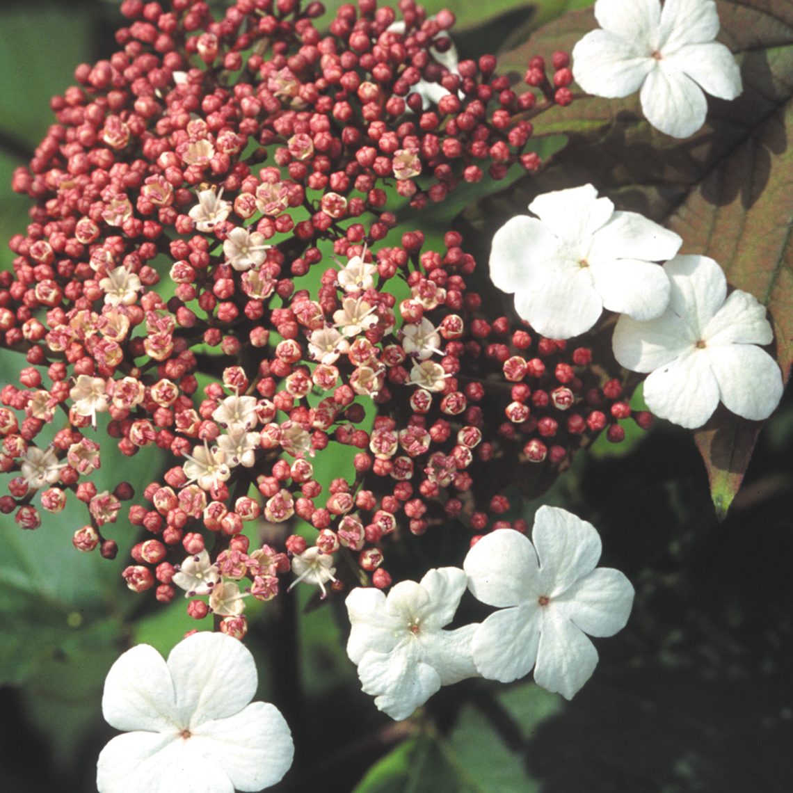 Lacecap flowers of Onondaga sargent viburnum with tiny pink florets in the center and large white sterile florets on the outer edge
