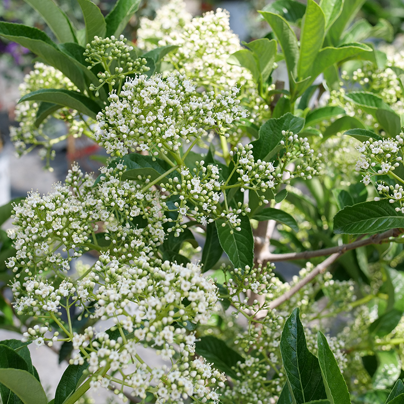 Close up of the white flowers of Yardline Viburnum