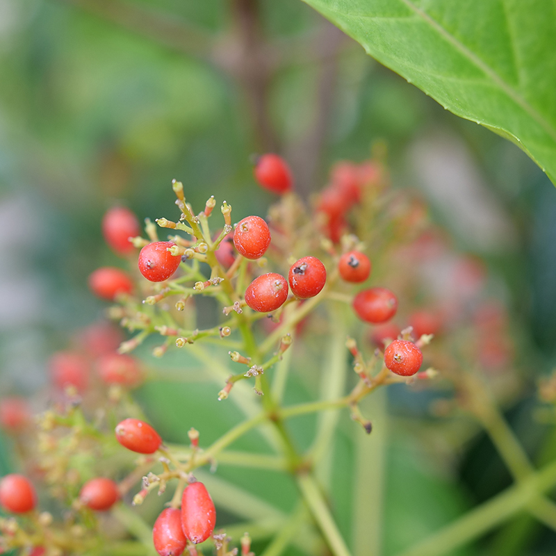 Close up of Yardline Viburnum's red fruit