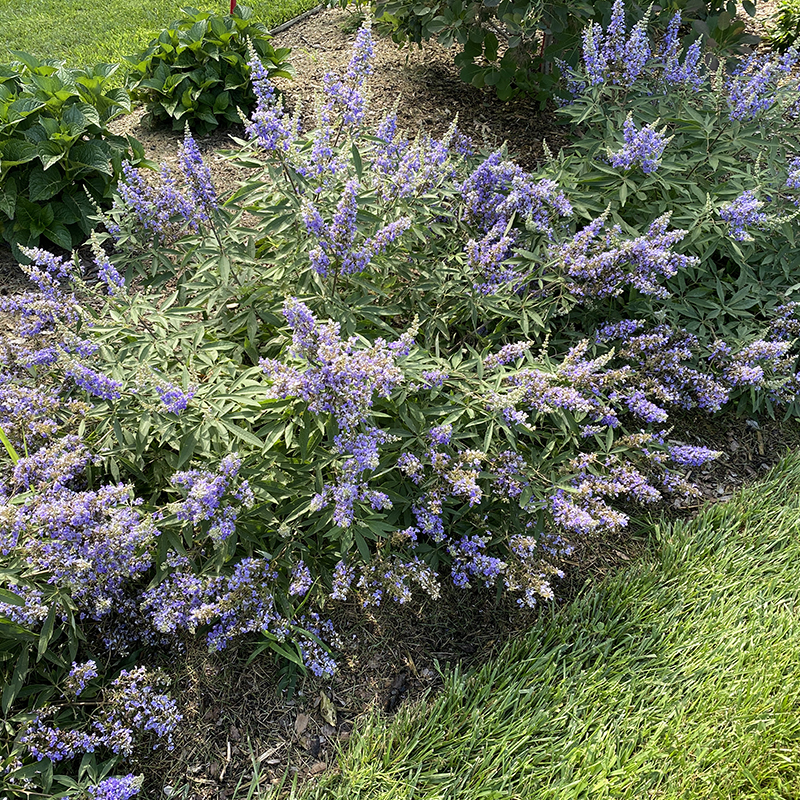 Three Rock Steady Vitex heavily blooming in a garden