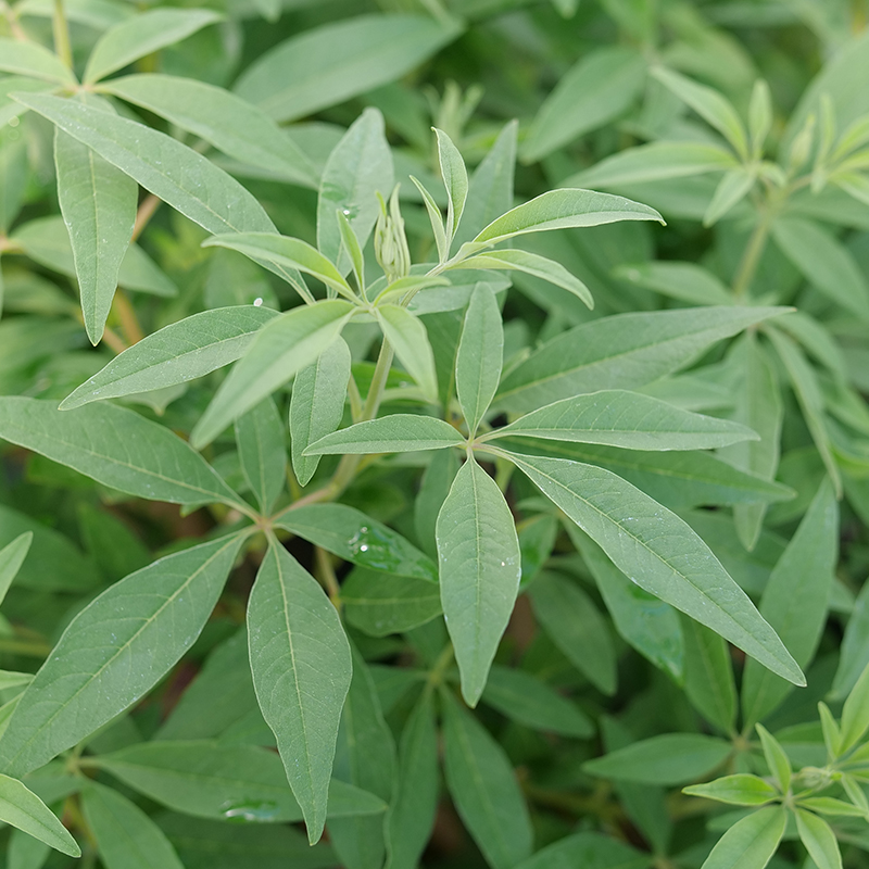 Close up on the foliage of Rock Steady Vitex