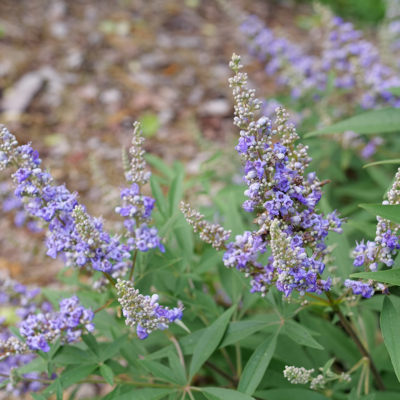 Close up of the lavender blooms on Rock Steady Vitex 