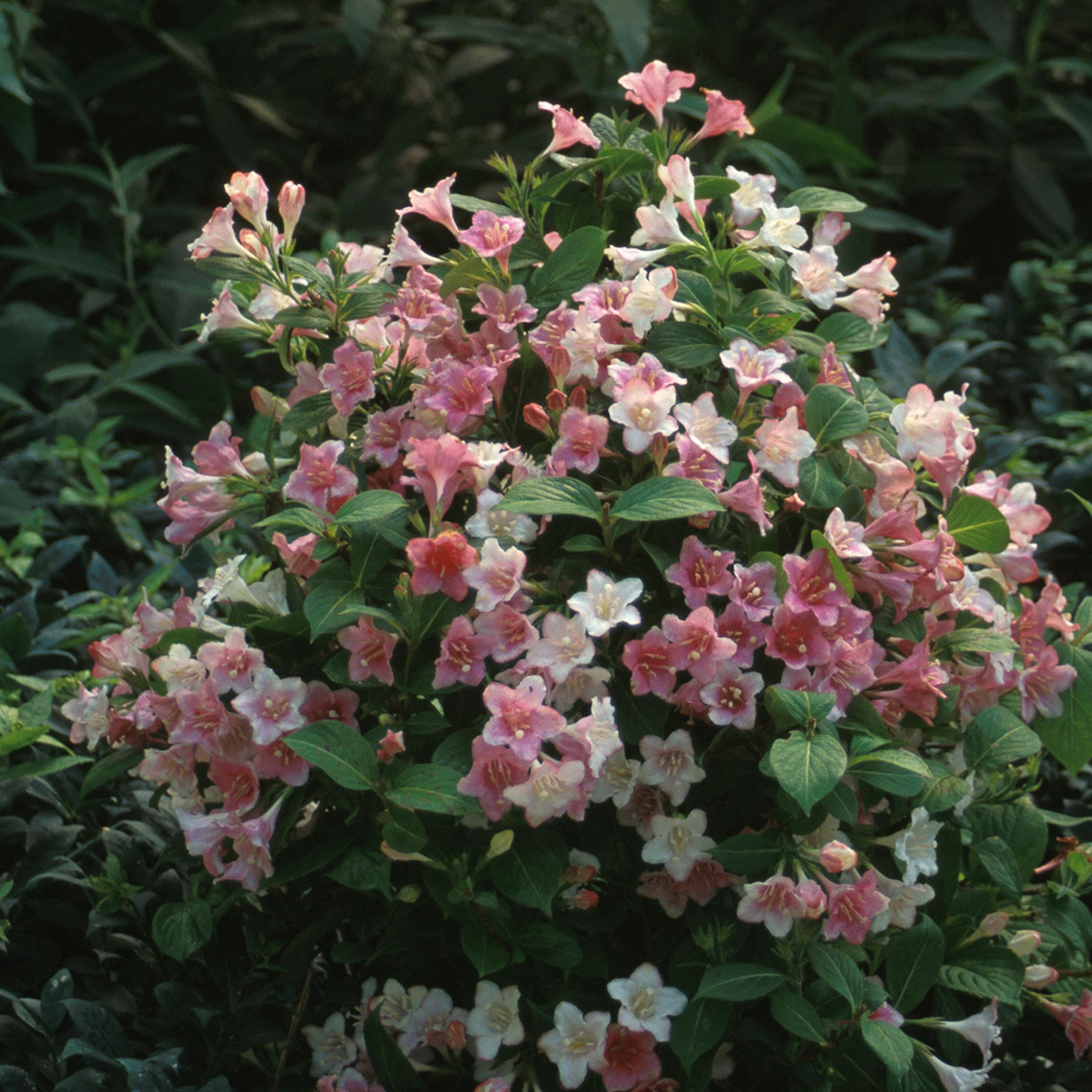 The flowers of Carnavale weigela are three colors white pink and red at once