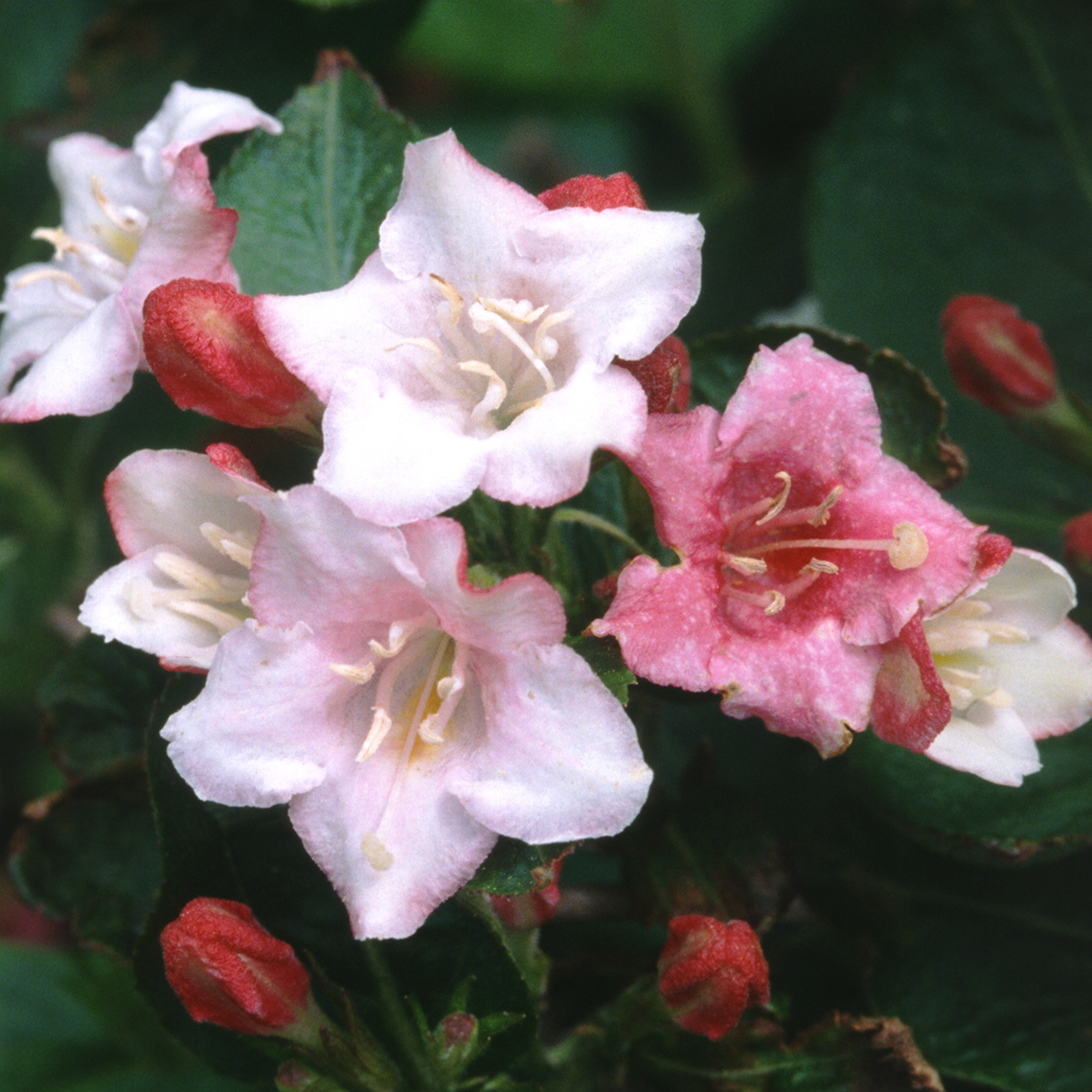 Closeup of the white pink and red flowers of Carnavale weigela