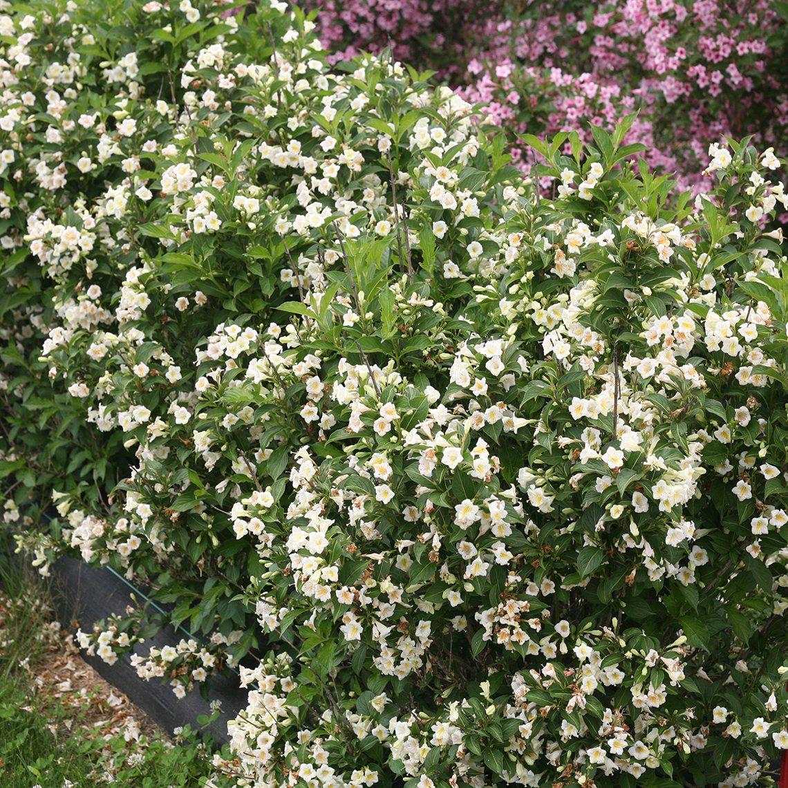 Czechmark Sunny Side Up weigela covered in white flowers in spring