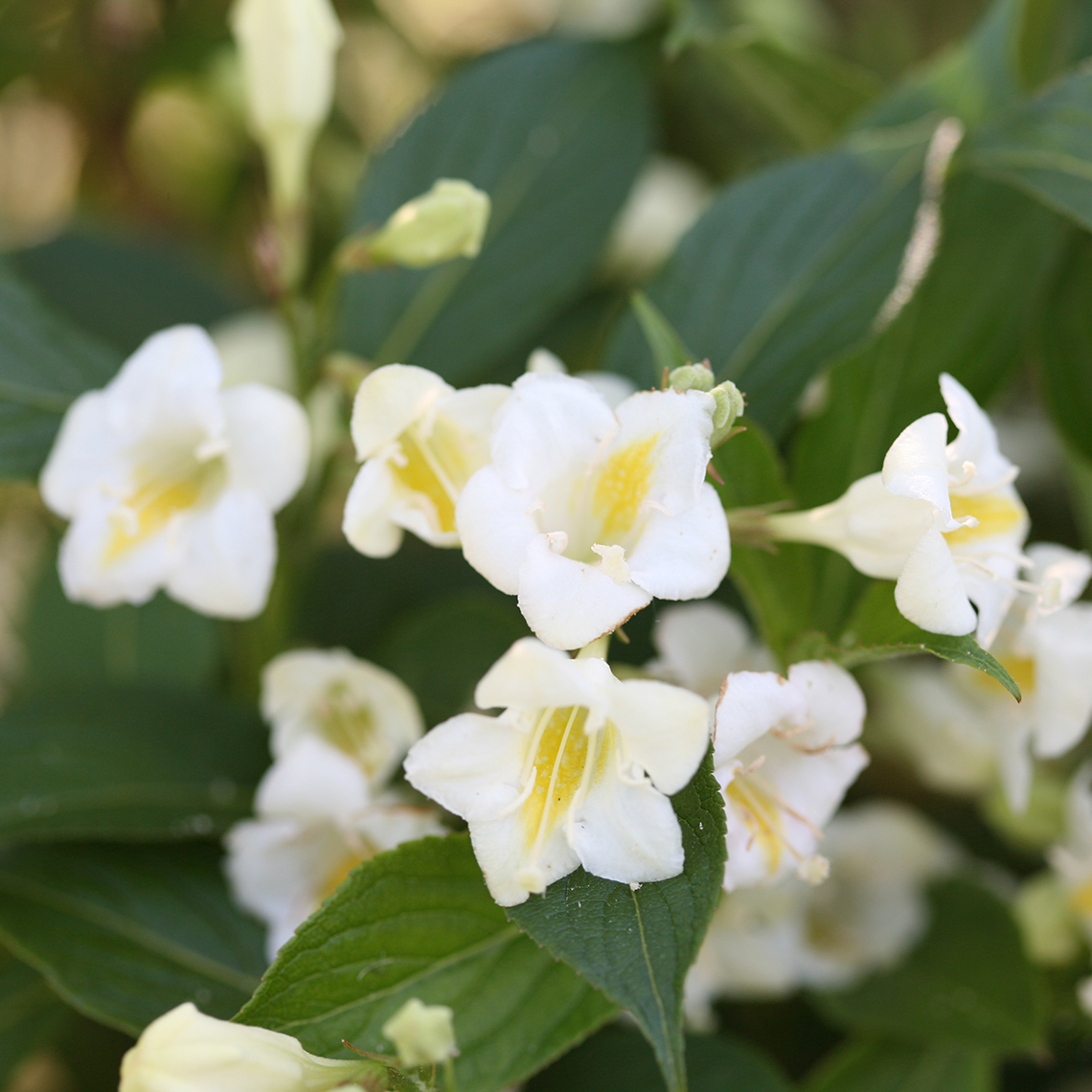 Close up of the white flowers of Czechmark Sunny Side Up weigela each with a yellow center reminiscent of an egg