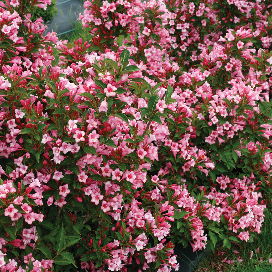 Czechmark Twopink weigela in full bloom in the landscape with an enormous quantity of flowers