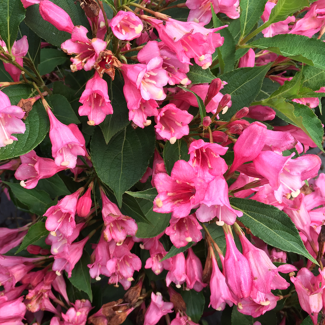 Closeup of the flowers of Czechmark Twopink weigela which are dark pink in the middle and a lighter pink around the edge