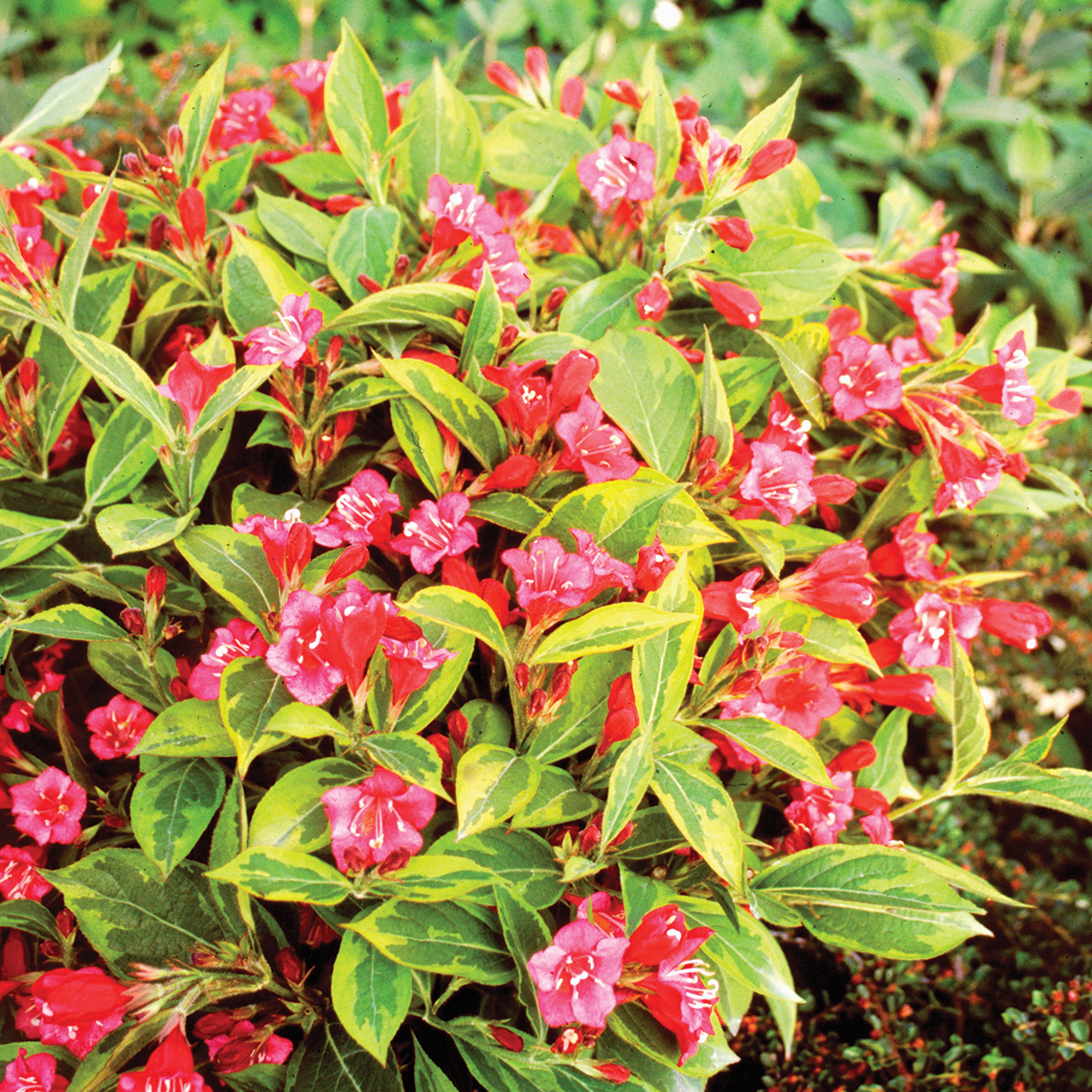 French Lace weigela has variegated green and gold foliage and bright pink trumpet like flowers