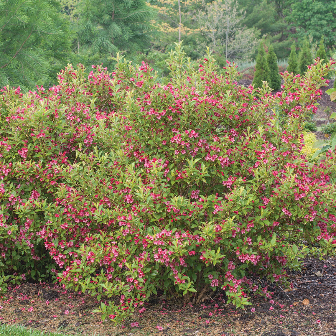 Sonic Bloom Ghost weigela blooming in the landscape showing a stark contrast between the red flowers and chartreuse foliage