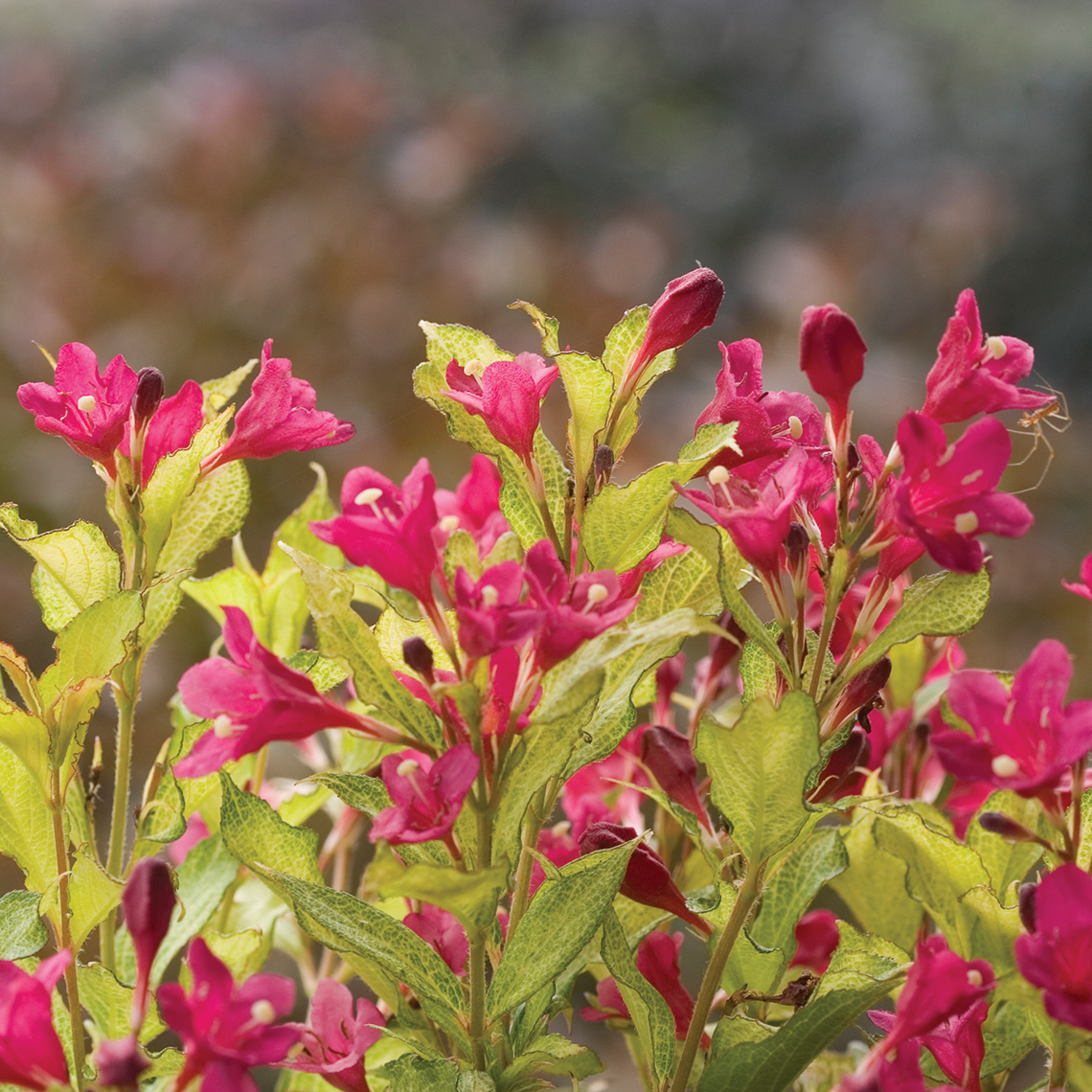 Closeup of the unique glowing gold foliage and red blooms of Sonic Bloom Ghost weigela
