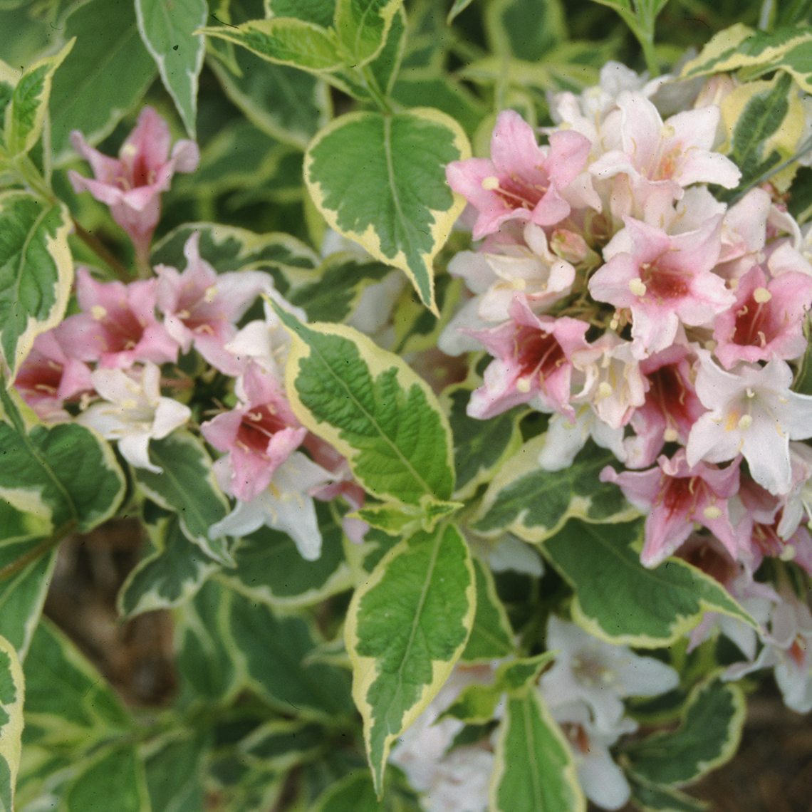 Gold Rush weigela has variegated green and ivory foliage and white and pink flowers