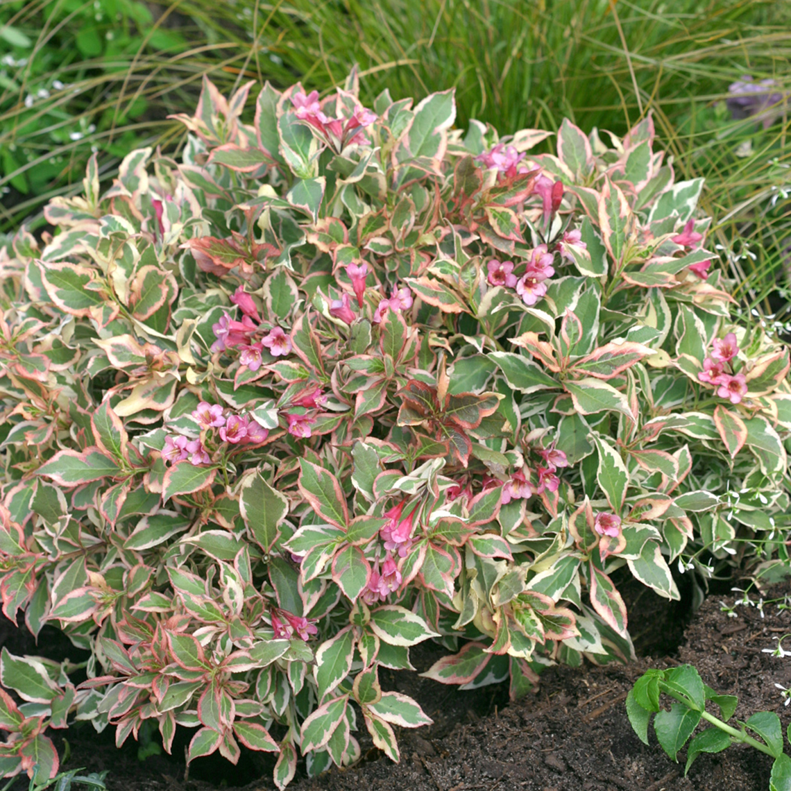 My Monet weigela has green white and pink variegated foliage and a very neat dwarf mounded habit