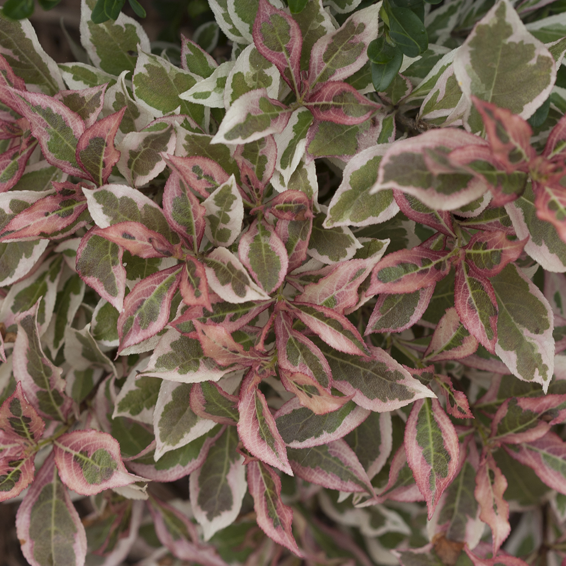 Closeup of the variegated foliage of My Monet weigela which emerges pink and takes on pink tones in cool weather