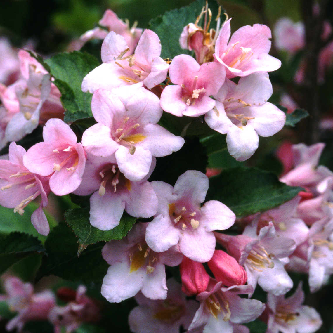 The light pink flowers of Polka weigela
