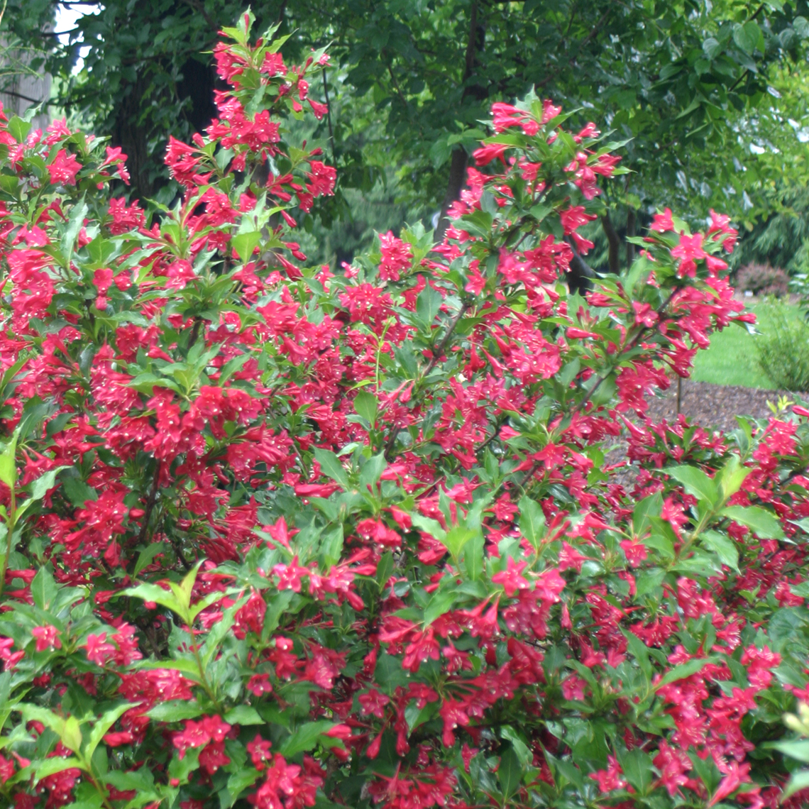 Red Prince weigela blooming in spring with red flowers