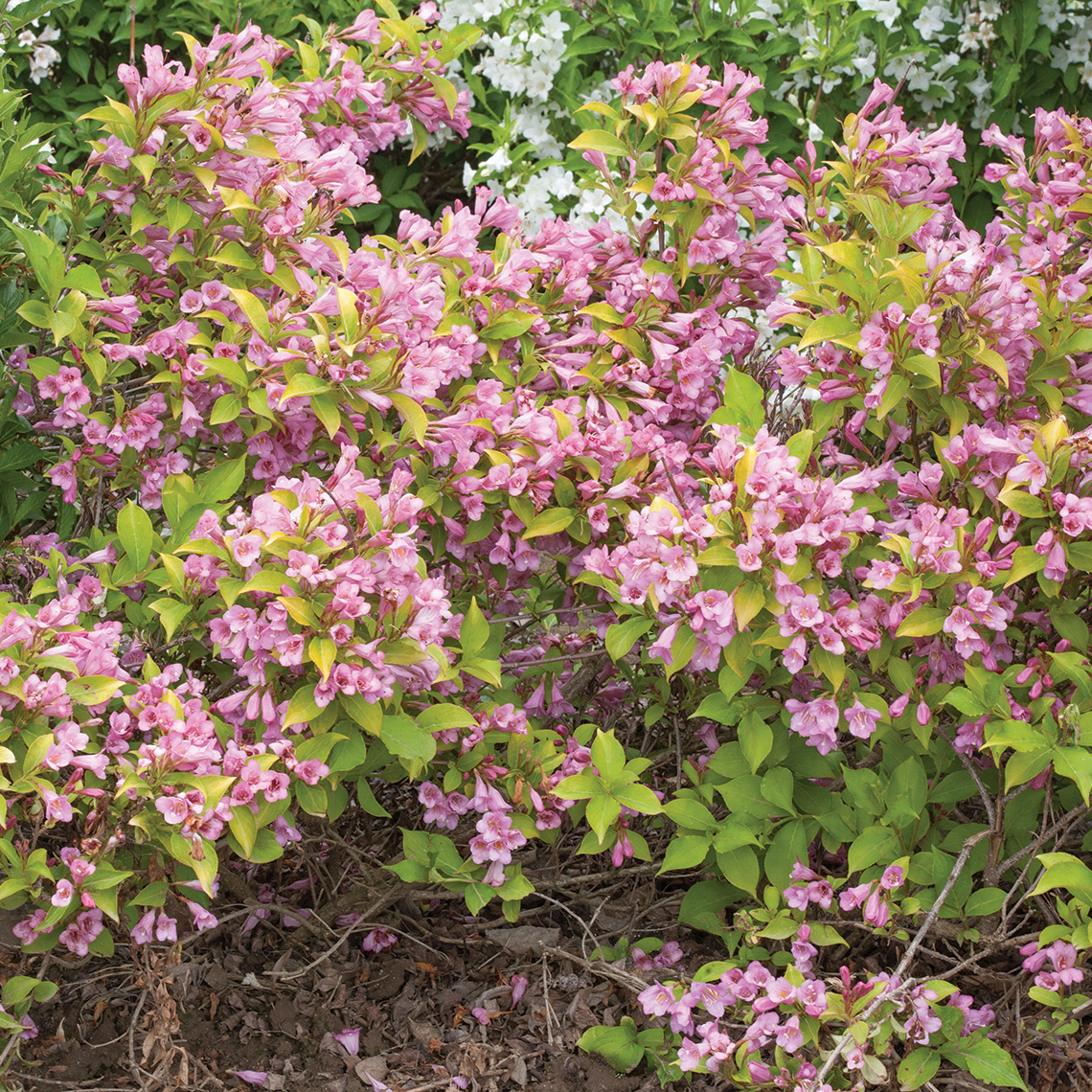 Snippet Lime weigela is a dwarf plant with lime green foliage and pink flowers