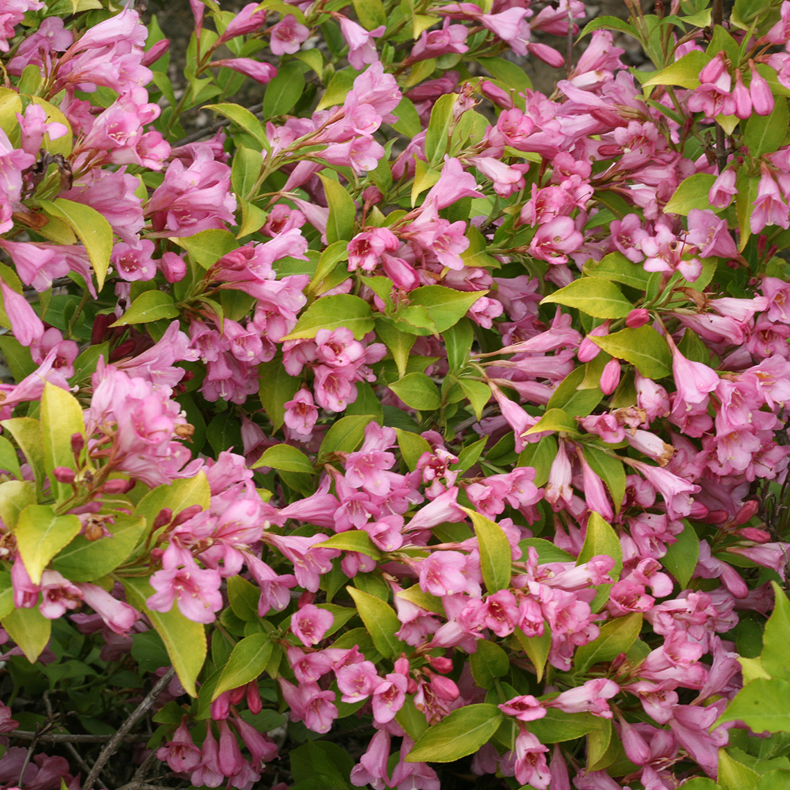 Closeup of the lime green foliage contrasting with the pink blooms of Snippet Lime weigela