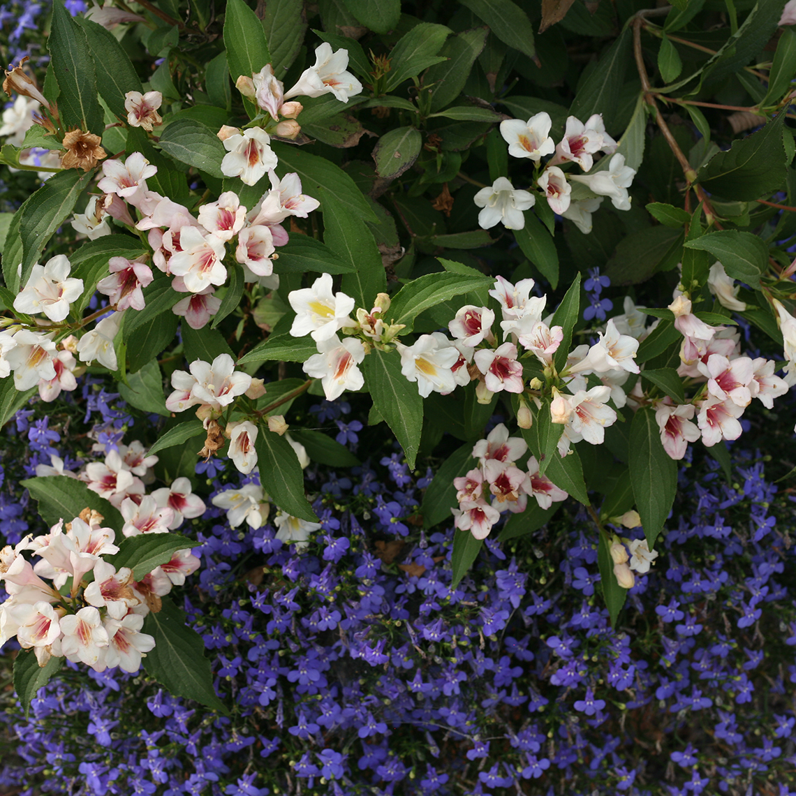 Detail of the flowers of Sonic Bloom Pearl weigela which are white yellow and pink against a planting of bright blue lobelia
