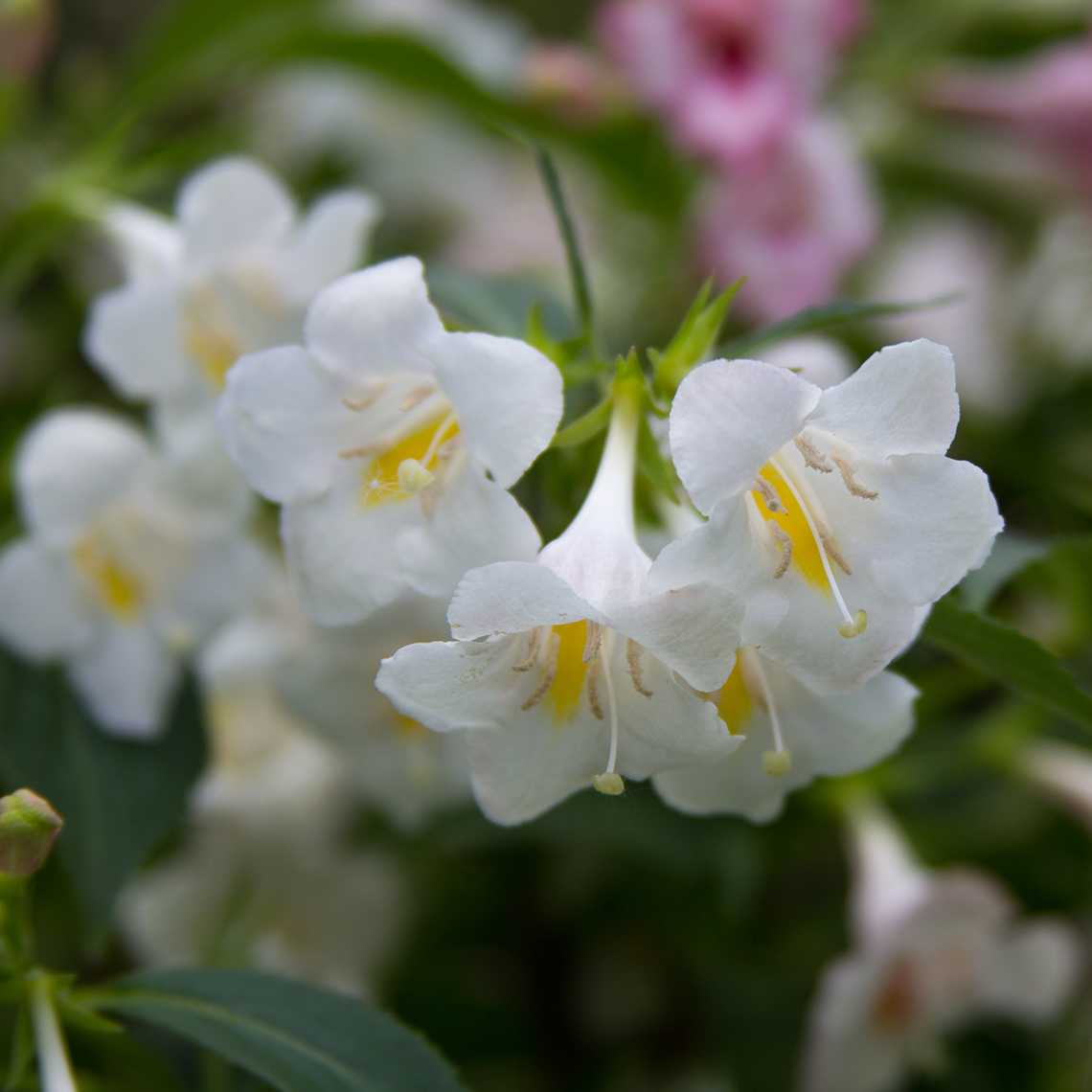 Closeup of the white and yellow flowers of Sonic Bloom Pearl weigela