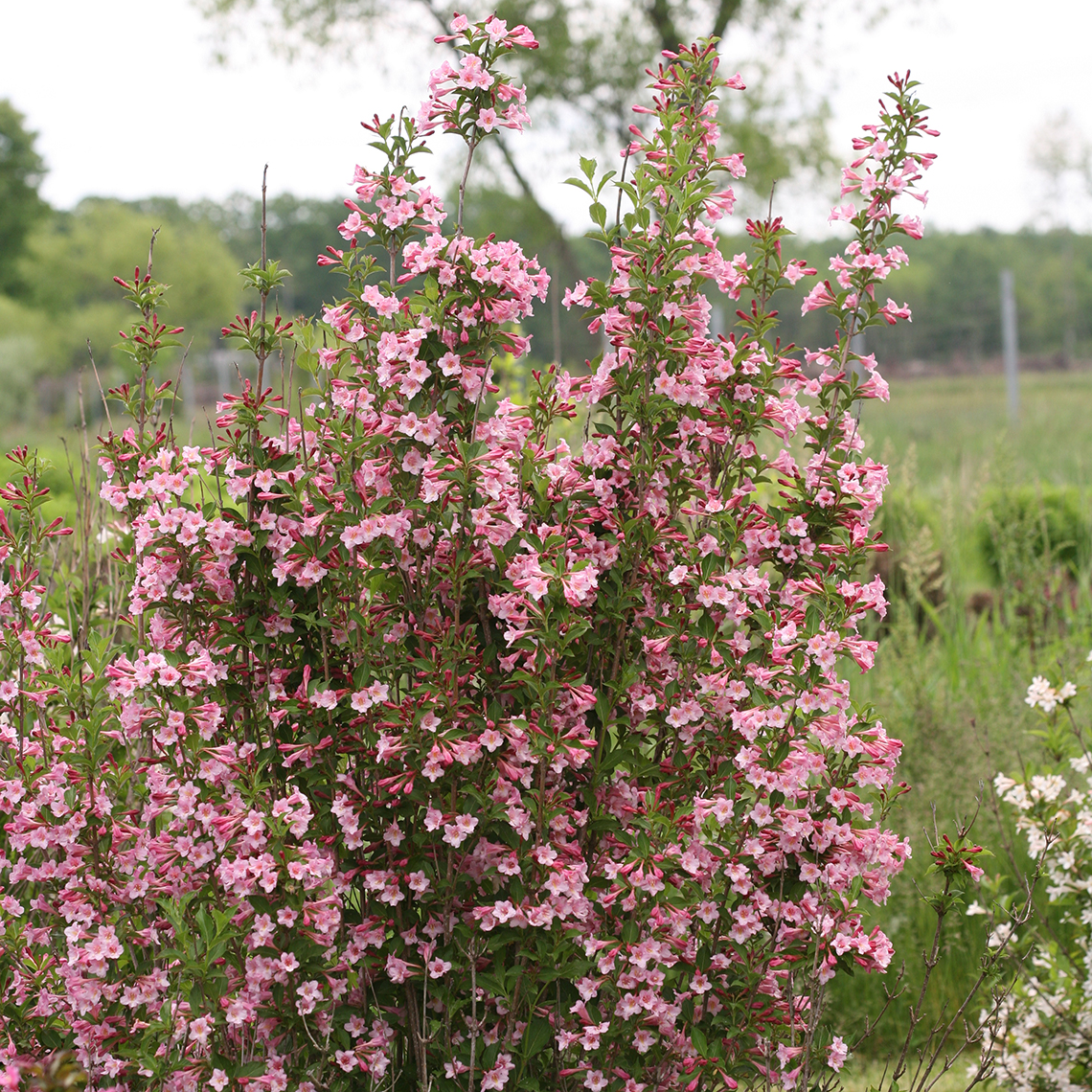 The branches of Sonic Bloom Pure Pink weigela blooming which highlight the upright habit of this plant