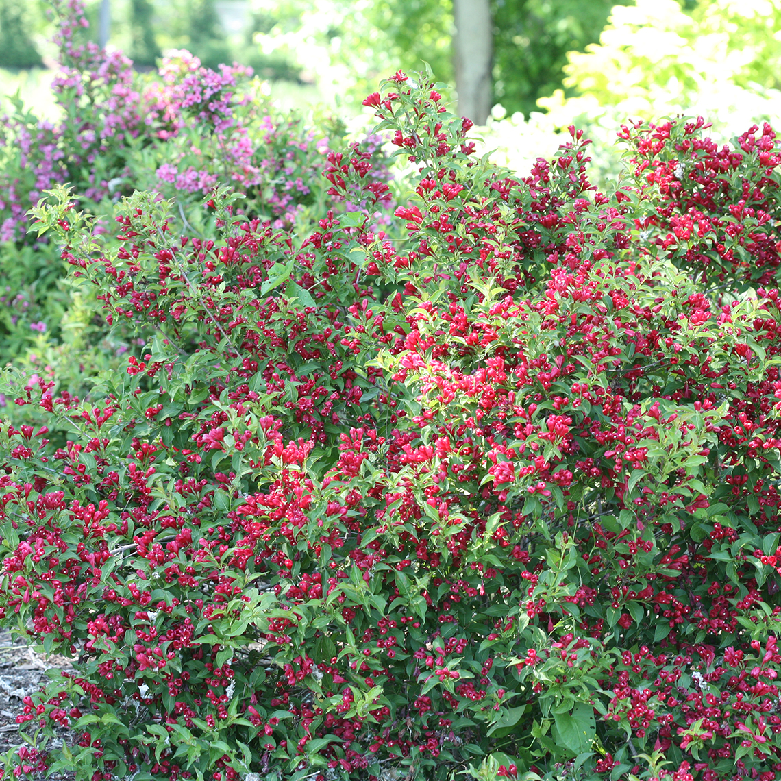 Sonic Bloom Red weigela blooming in the landscape
