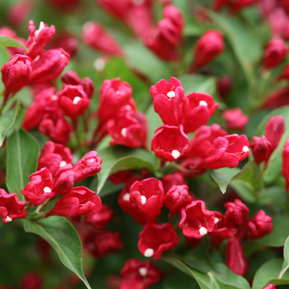 Closeup of the tubular red blooms of Sonic Bloom Red weigela