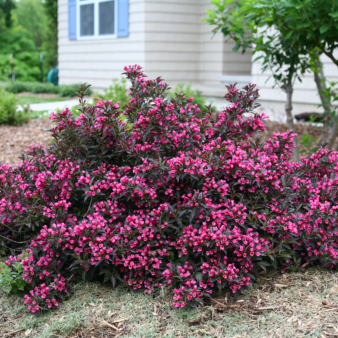 Spilled Wine weigela in full bloom in a landscape with a yellow house in the background
