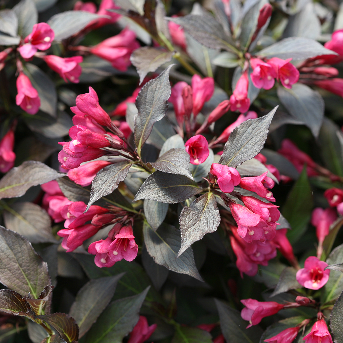 Closeup of the rose pink flowers and dark purple foliage of Spilled Wine weigela
