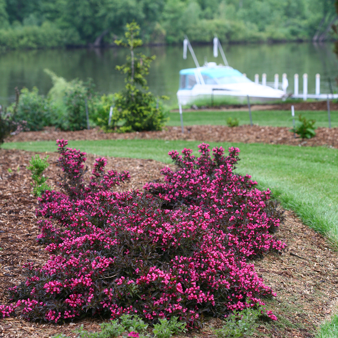 The full low spreading habit of Spilled Wine weigela experienced against a backdrop of mulch with the river and a boat in the distance