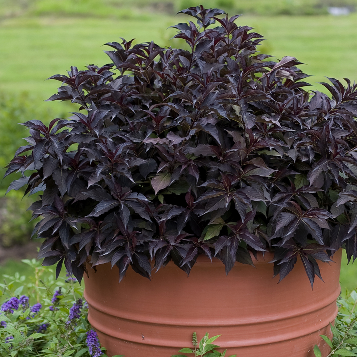 Spilled Wine weigela in a large decorative container showing its unique low spreading habit and very dark purple foliage
