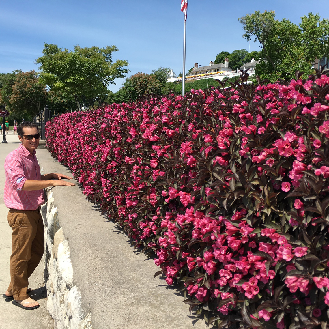 A man in a pink shirt stands in front of a neatly trimmed hedge of Wine & Roses weigela in full bloom